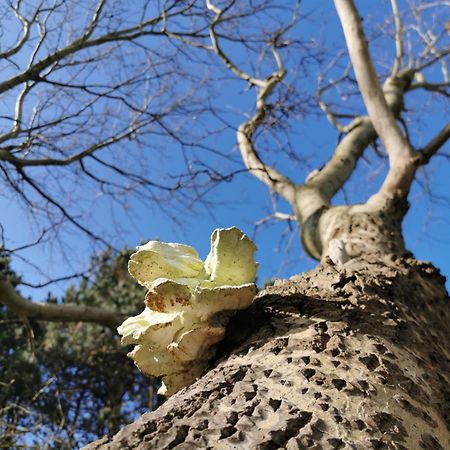 De Blokhut Villa Egmond aan den Hoef Bagian luar foto